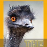 an emu with orange eyes, against an orange background