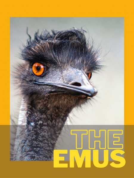 an emu with orange eyes against an orange background