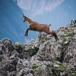 goat-antelope-jumping