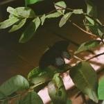 a black butterfly resting with wings open on the branch of a bush. Sunlight splays across the photo. 